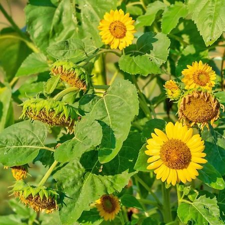 Oz - Obecana Zemlja Permaculture Homestead Blagaj Kültér fotó