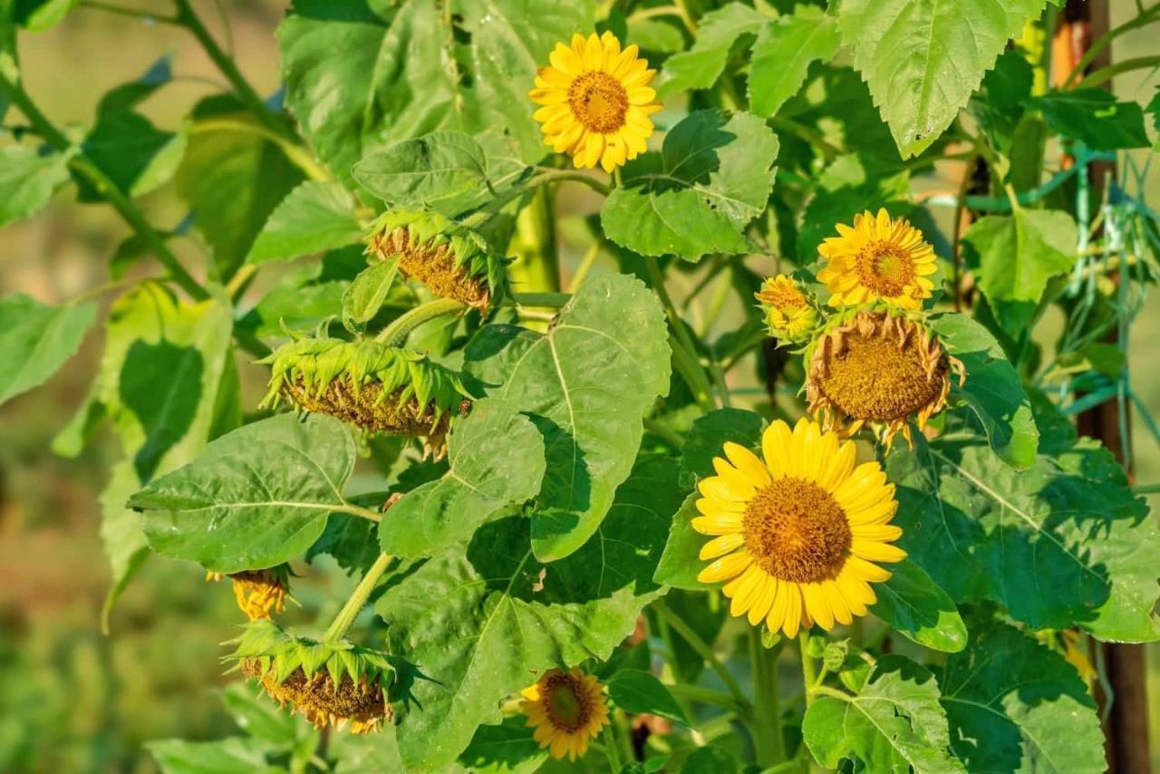 Oz - Obecana Zemlja Permaculture Homestead Blagaj Kültér fotó