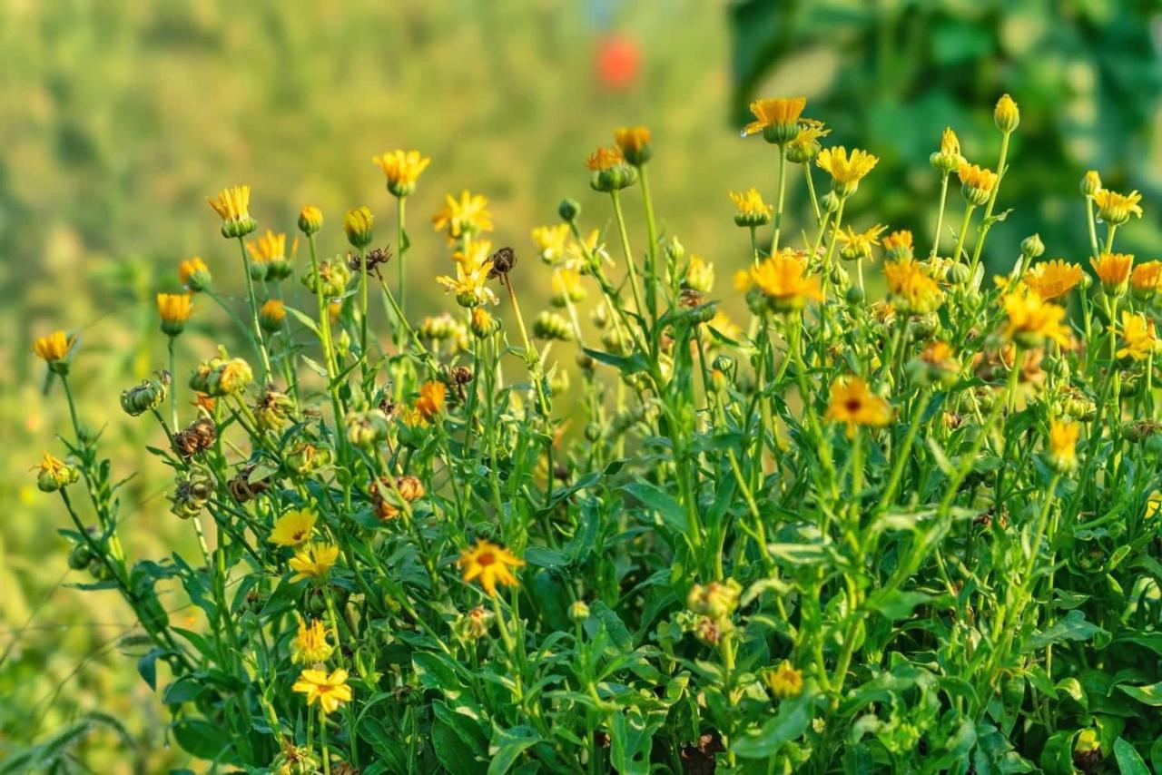 Oz - Obecana Zemlja Permaculture Homestead Blagaj Kültér fotó