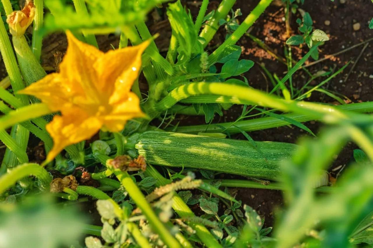 Oz - Obecana Zemlja Permaculture Homestead Blagaj Kültér fotó